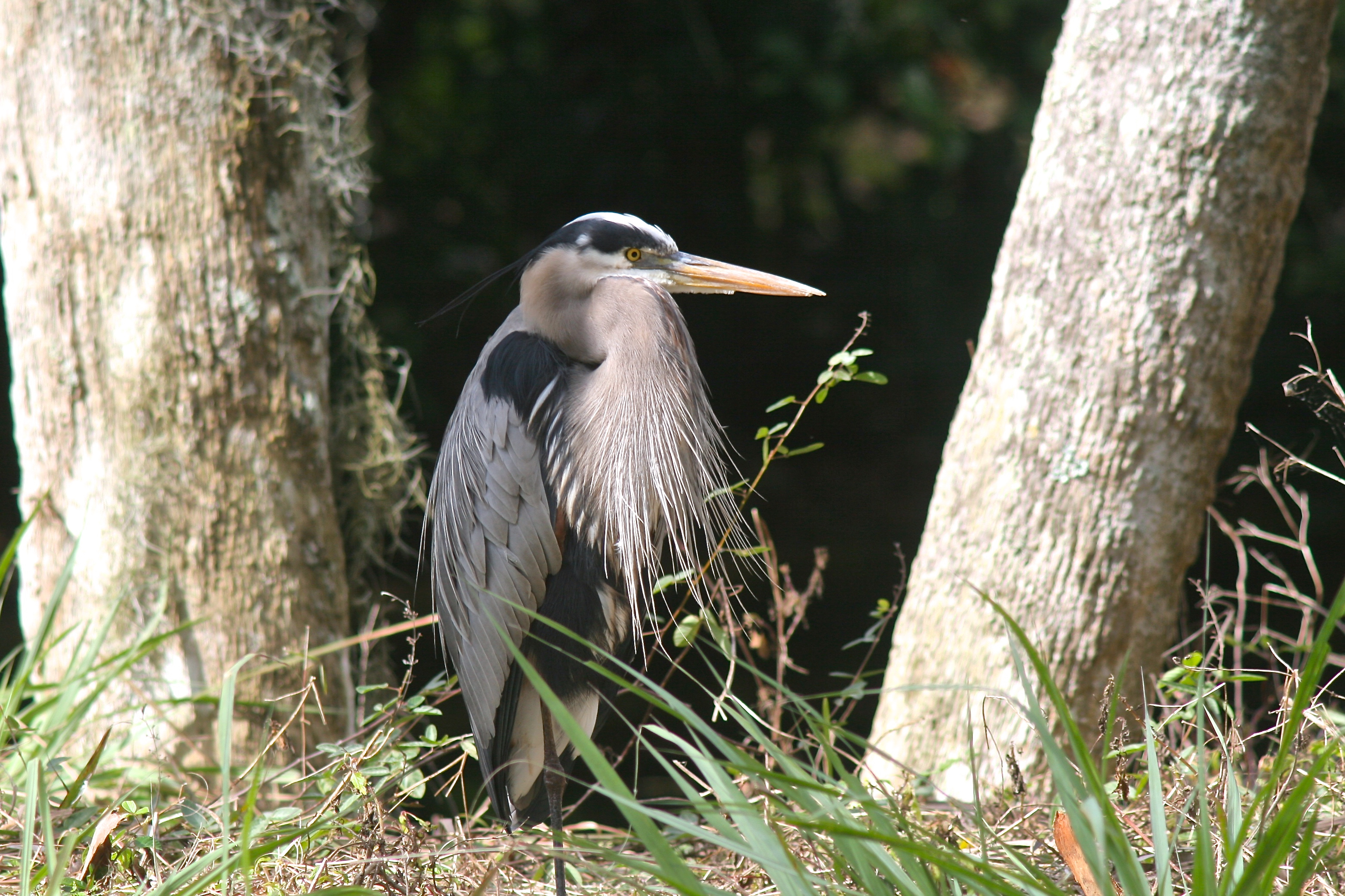 Great Blue Heron