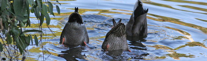 Duck Bums