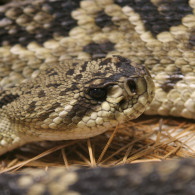 Diamondback Rattlesnake