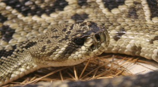 Diamondback Rattlesnake