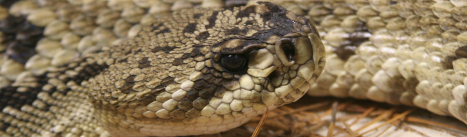 Diamondback Rattlesnake