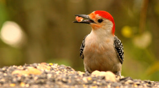 Red Bellied Woodpecker