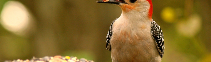 Red Bellied Woodpecker