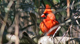 Cardinal – Portrait