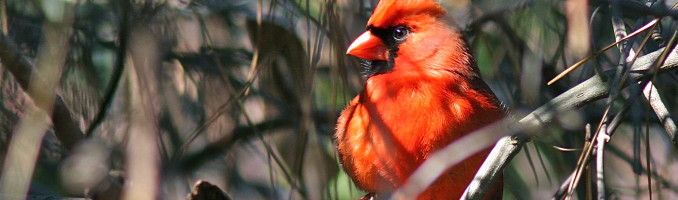 Cardinal – Portrait