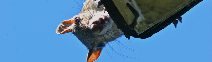 Squirrel Spying