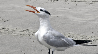 Tern