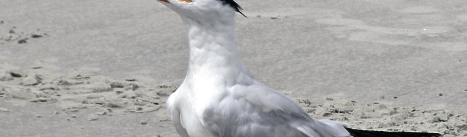 Tern