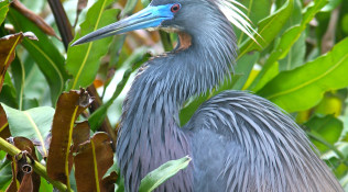 Tri-Colored Heron – Breeding Plumage