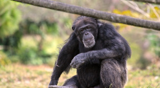 Chimpanzee