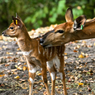 A Mother’s Love