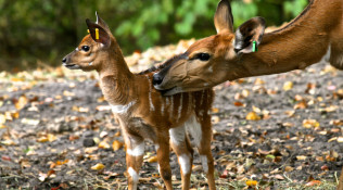 A Mother’s Love