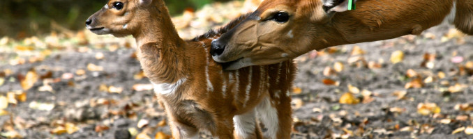 A Mother’s Love