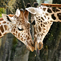 Giraffe Love