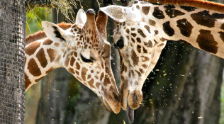 Giraffe Love