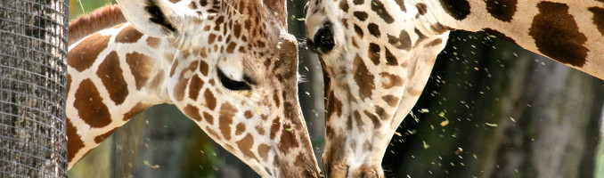 Giraffe Love