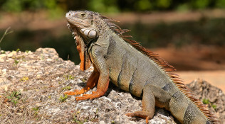 Iguana