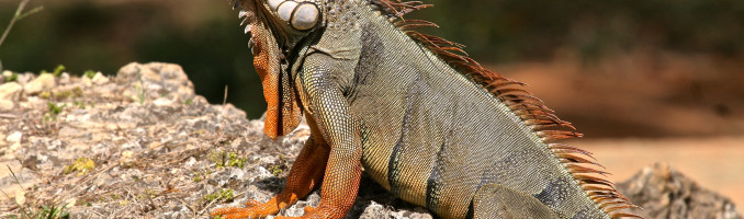 Iguana