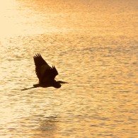 Pelican Fly By