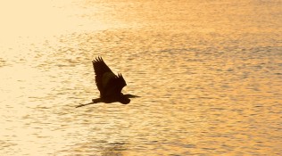 Pelican Fly By