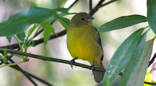 Female Painted Bunting