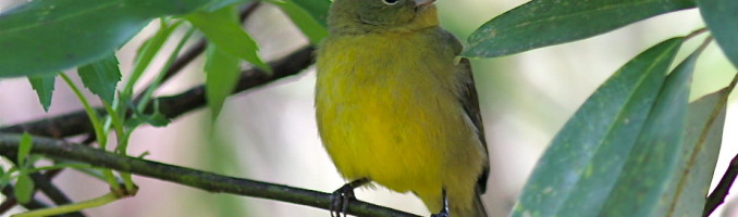 Female Painted Bunting