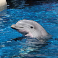 Porpoise