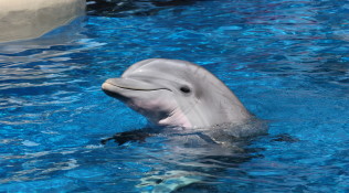 Porpoise