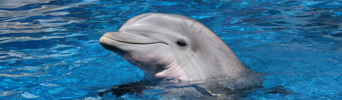 Porpoise