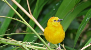 Orange Weaver