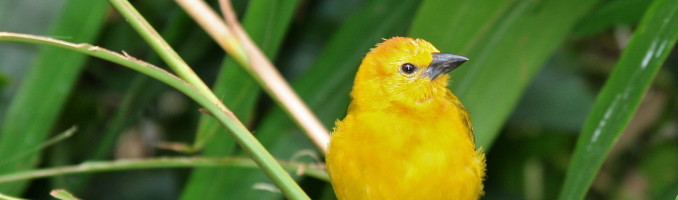 Orange Weaver