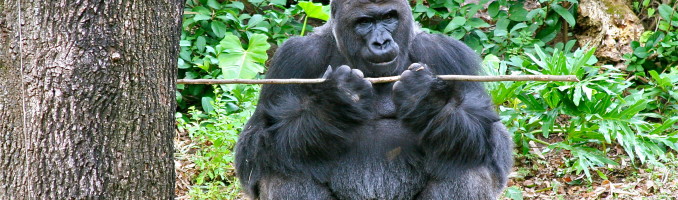 Silverback