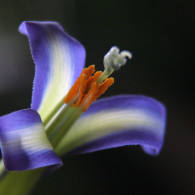 Macro Bromeliad