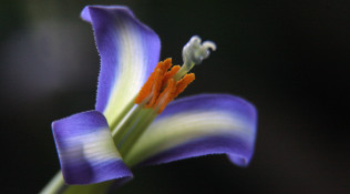 Macro Bromeliad