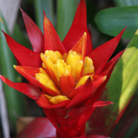 Bromeliad