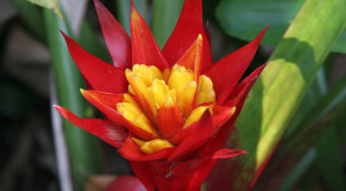 Bromeliad