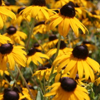 Black Eyed Susans