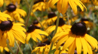 Black Eyed Susans