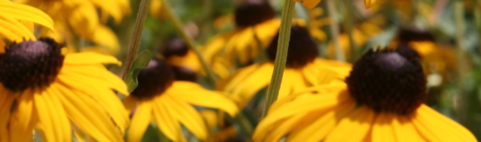 Black Eyed Susans