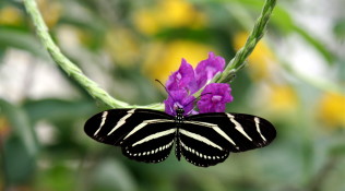 Zebra Butterly (2)