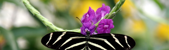 Zebra Butterly (2)