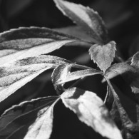 Black and White Leaves