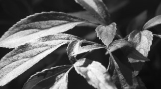 Black and White Leaves