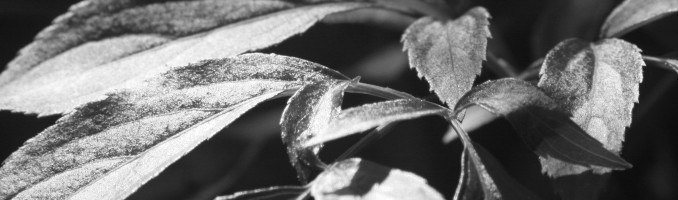 Black and White Leaves