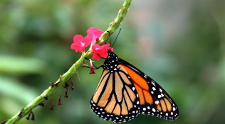 Monarch Butterfly (2)