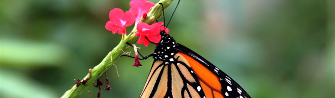 Monarch Butterfly (2)