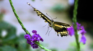 In Flight