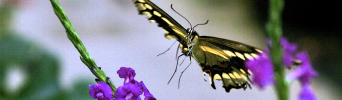 In Flight