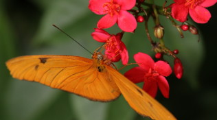 Orange Butterfly