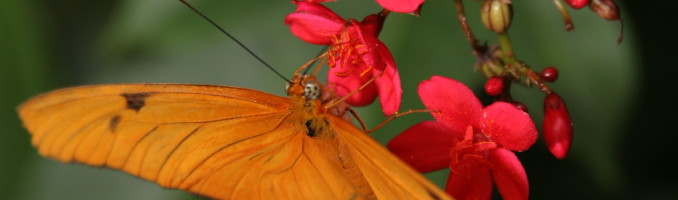 Orange Butterfly